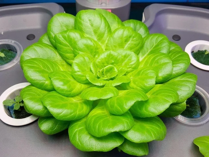 A DWC system gives plants the most nutrients and nourishment possible