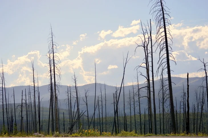A dying pine tree in an open field