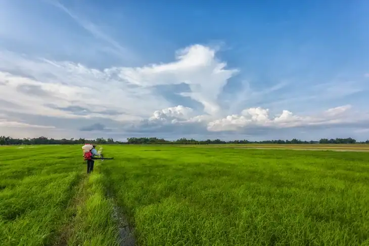 A farmer is spraying herbicide over his crops in the farm