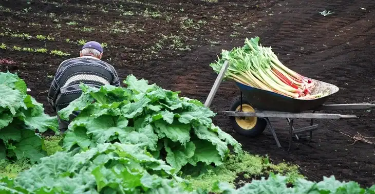 A farmer ready to harvest his heaps of rhubarb plants