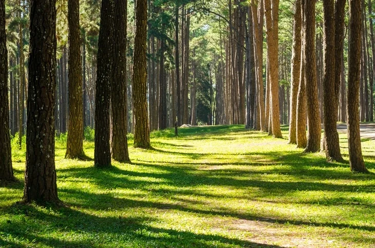 A forest with wild pine trees