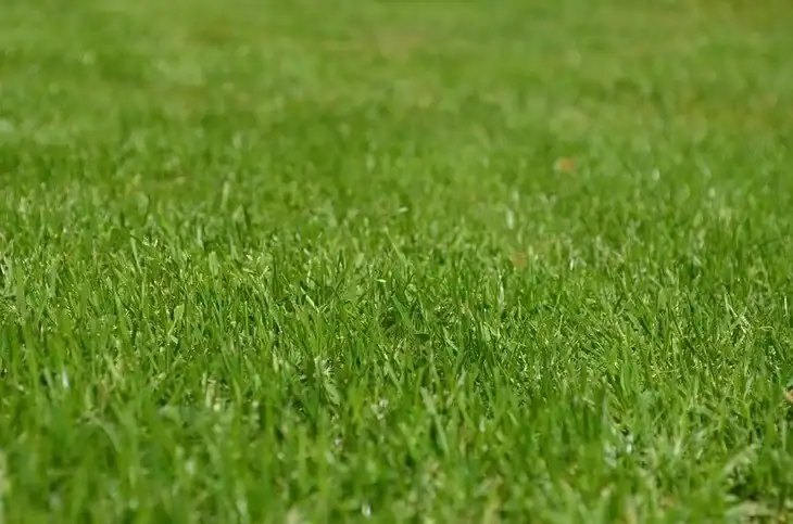 A green, healthy lawn without the invasion of annoying Dallisgrass