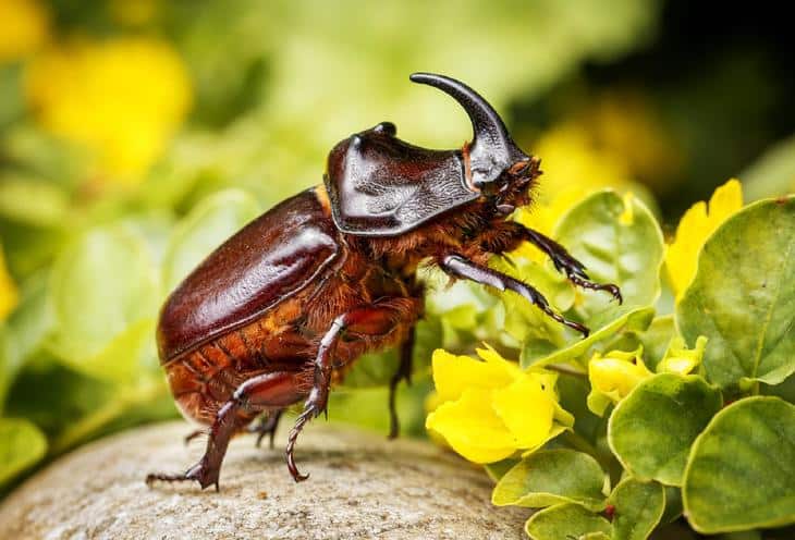 A green June beetle crawls on top of an ornamental plant