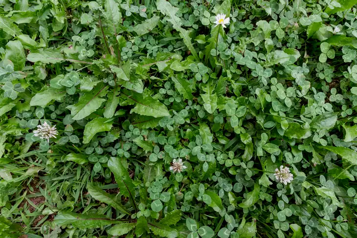 A green meadow can have some dried flowers, clovers, and weeds because of poor soil quality