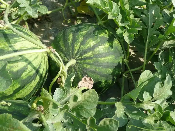 A healthy-looking watermelon still attached to its vine
