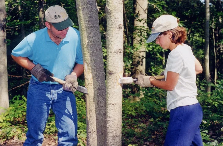 A man and a woman girdling trees