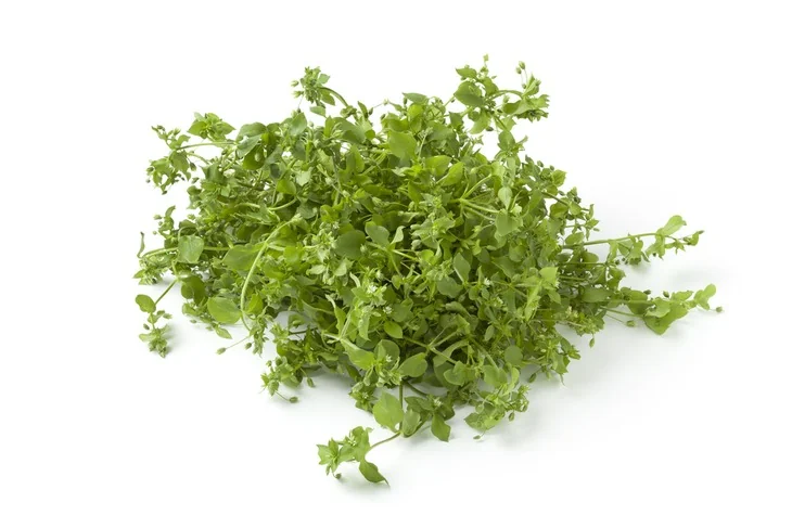 A pile of dry, dead chickweed removed from the ground