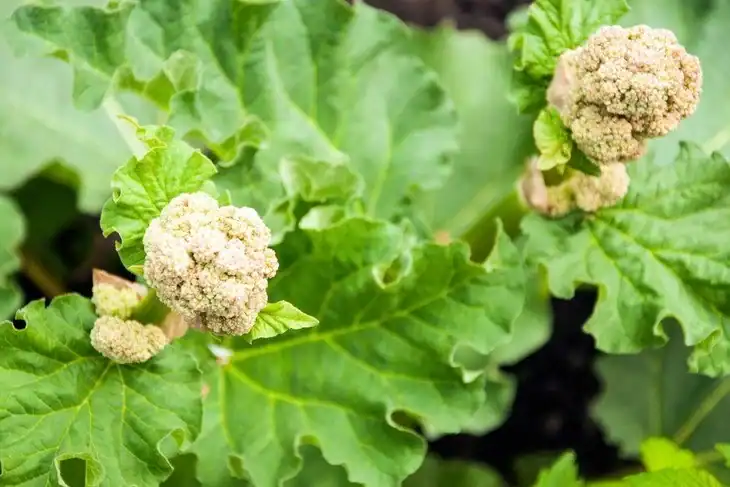 A rhubarb flower usually blossoms in spring