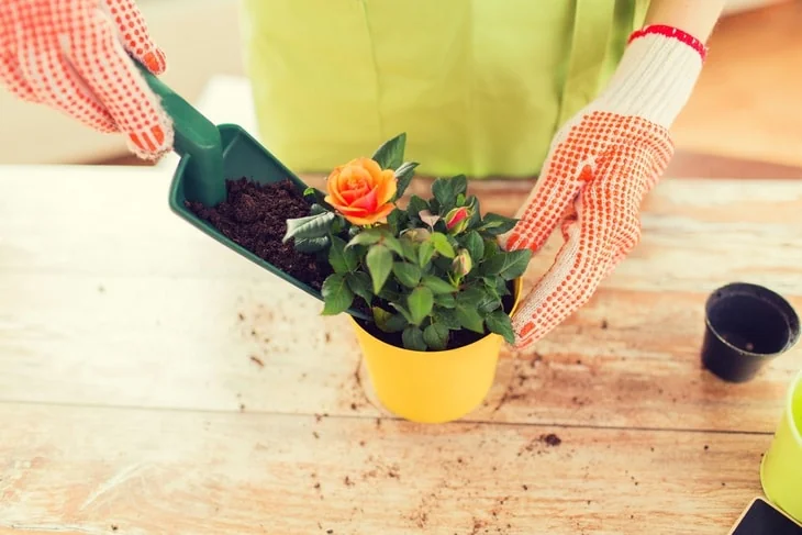 A rose plant put inside a pot for ornamental purposes
