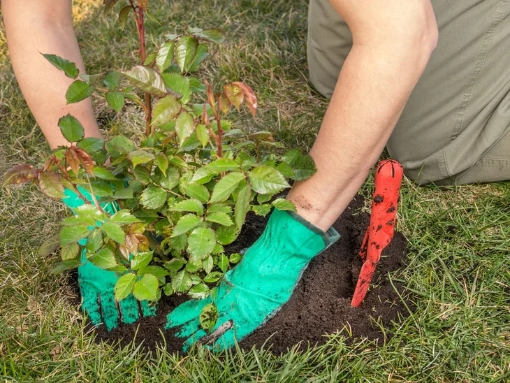A rose planted in a compact soil