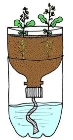 A sample diagram of hydroponics method using a bottle cut in half