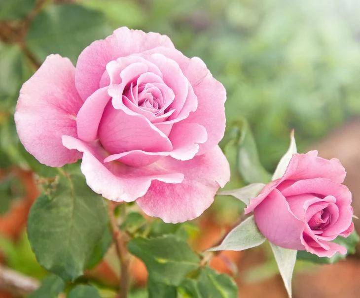 A thorn-less, pinkish rose freshly picked from the garden