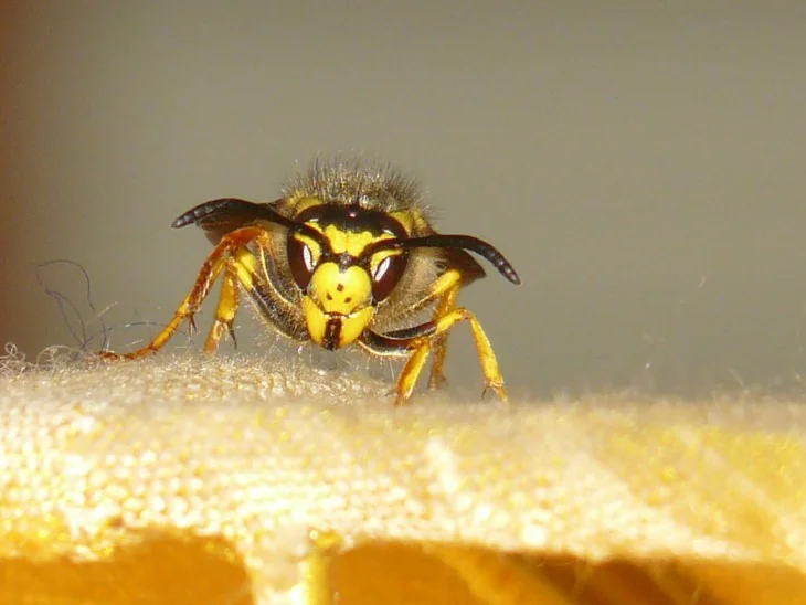 A wasp and dirt dobber can sometimes be confused with each other