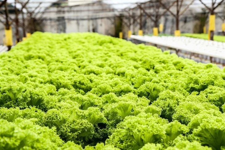 A wicking system is the simplest way to grow small hydroponic plants