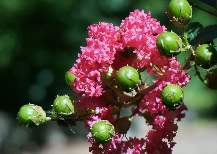 After crepe myrtles bloom in summer, they produce seed pods that last through the fall
