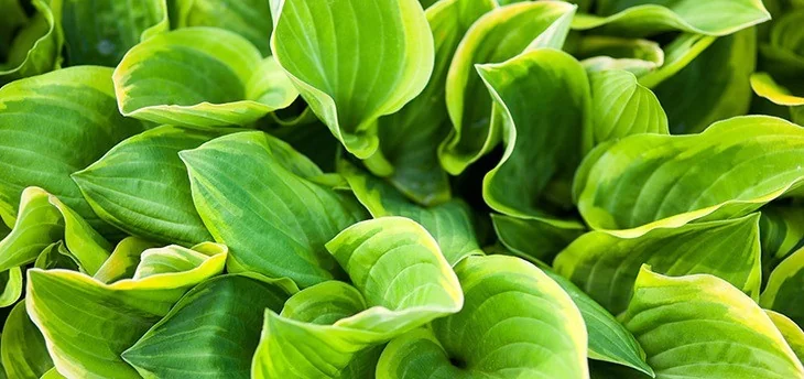 An attractive hostas plantation