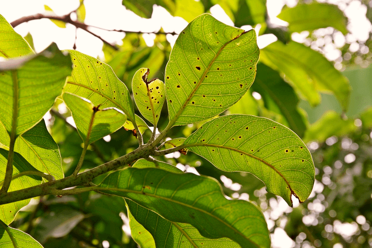 Anthracnose is a fungus related disease which causes leaf spots that weakens the plant