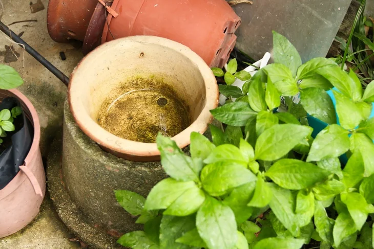 Areas catering stagnant water create mosquito breeding places which are beneficial for dragonflies