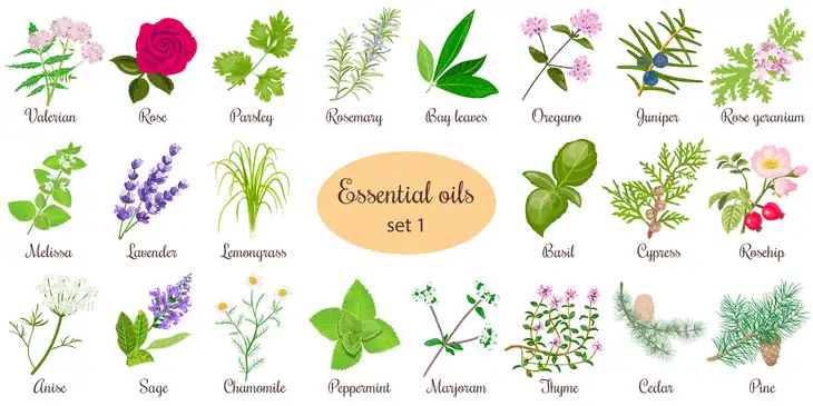 Aromatic essential oils can be used in removing clover from your lawn