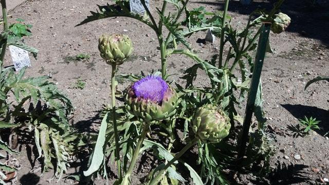 artichoke, one of the vegetables that may not suit square foot garden spacing