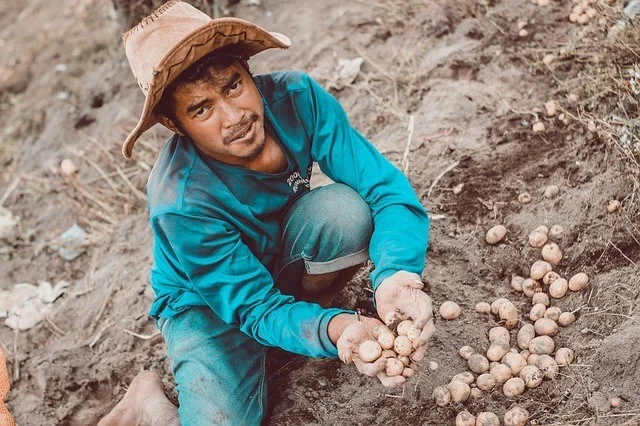 potato farmer planting