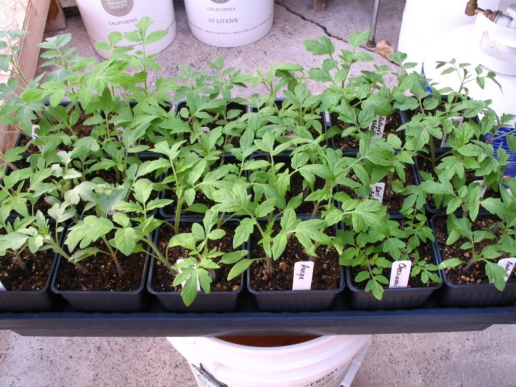 With azomite, vegetables are healthier and have better plant growth compared to plants that are cultured with chemical fertilizers.