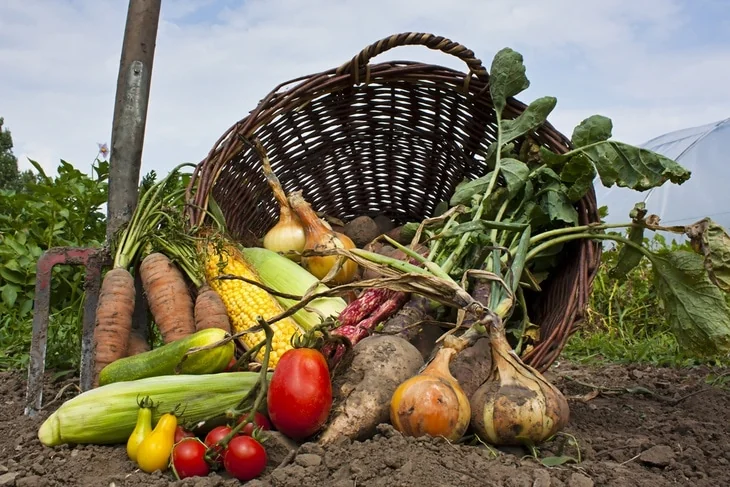 Back to eden method is ideal for homesteaders and gardeners from the countryside.