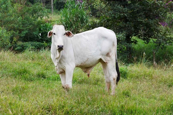Bahiagrass is originally used as a forage, a food for livestock animals