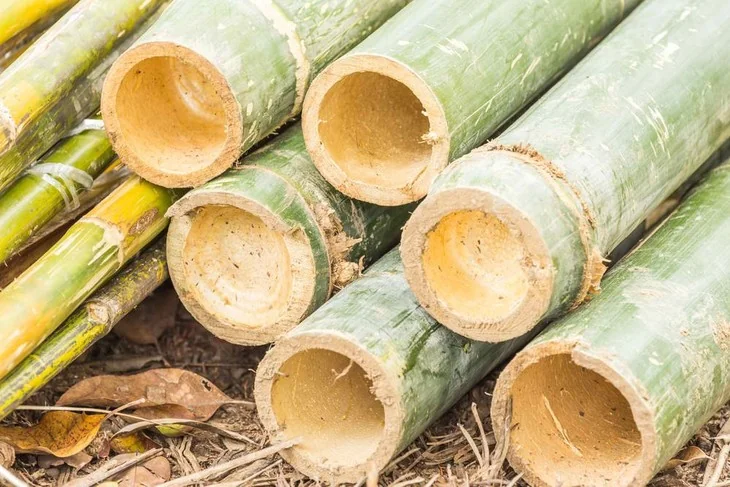 Bamboo culm cuttings usually have nodes at the edge portion