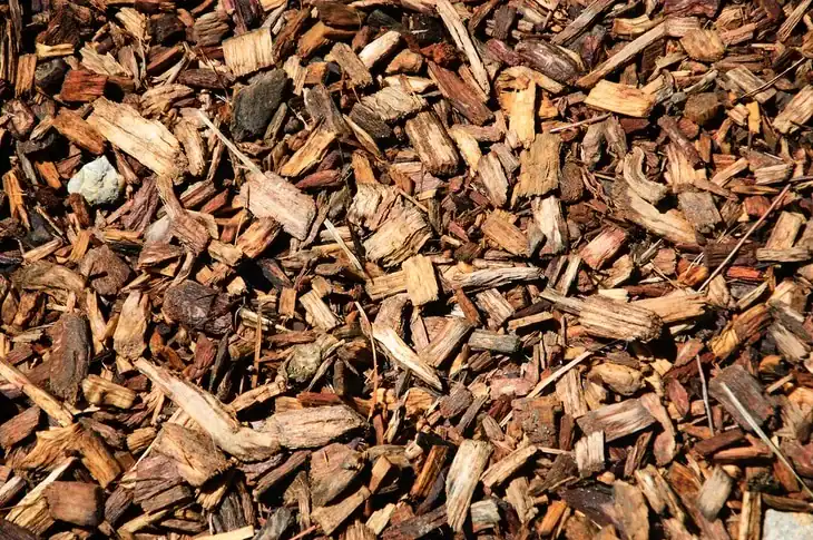 Bark chips are excellent orchid medium as they don’t retain so much moisture that can damage the roots