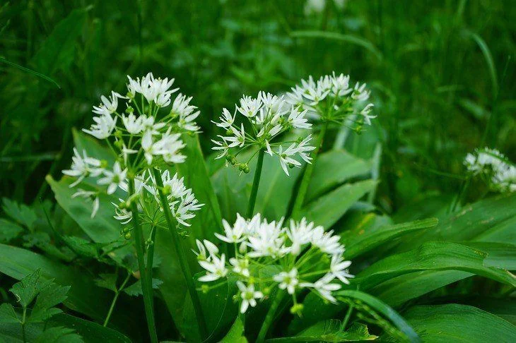 Bears garlic blossom bloom plant