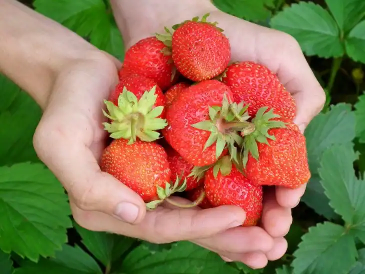 what-is-eating-my-strawberries-1