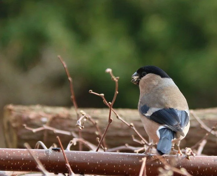 Bird Eating Grass Seed