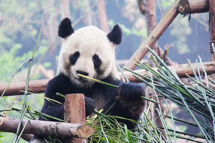how-to-stop-bamboo-from-spreading