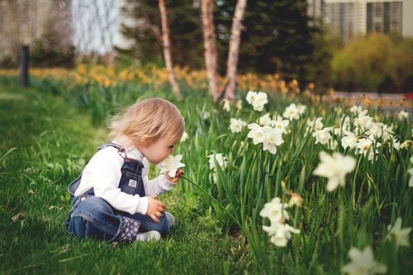 child smelling white daffodils