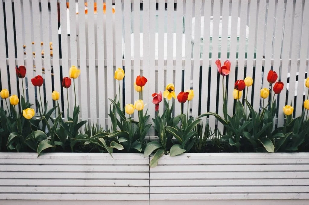 Yellow and red flower near fence