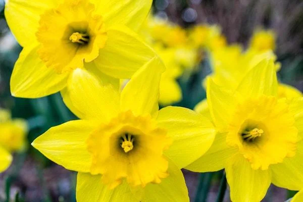 daffodils flowers