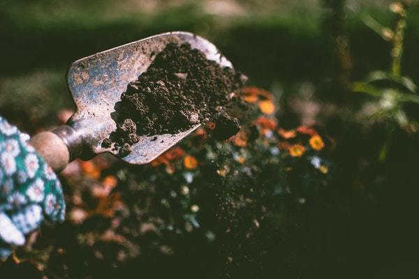 planting plants in garden using shovel