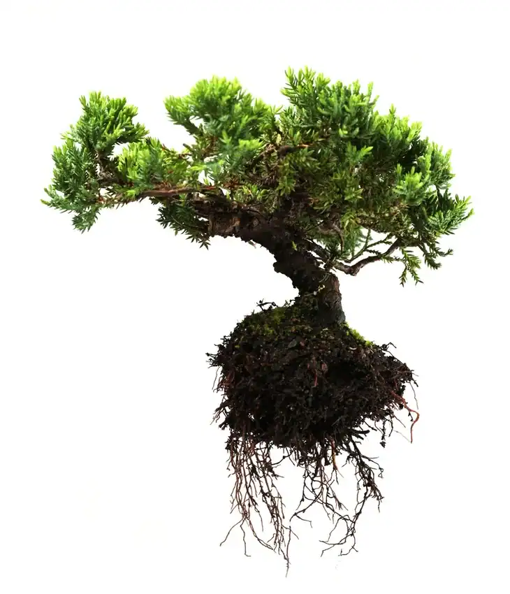 Bonsai tree