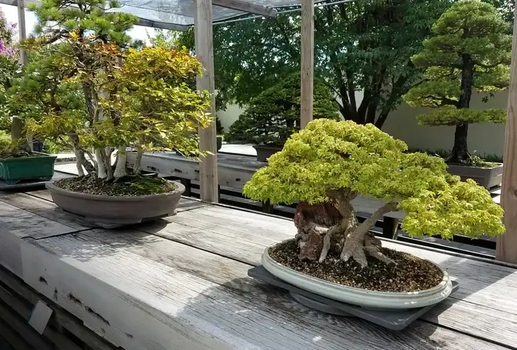 Bonsai trees need a lot of light