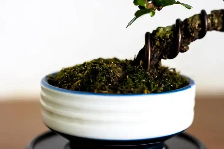 Bonsai trees need to have constant humidity