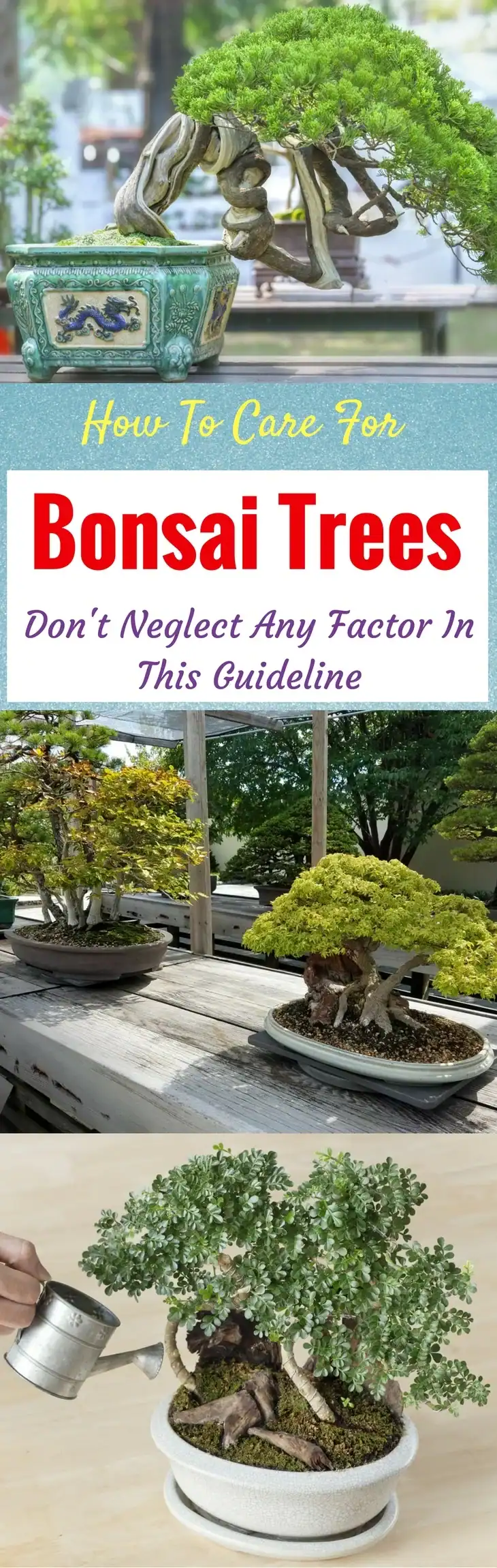 Bonsai Trees pin it