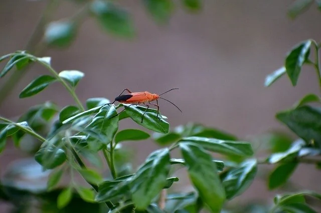 a boxelder bug on a leaf