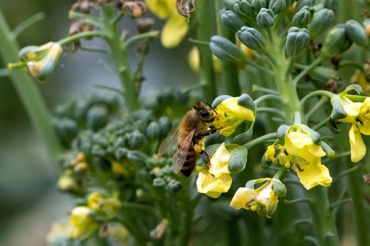 Broccolis are known for their uniquely shaped flowers that look like miniature trees.