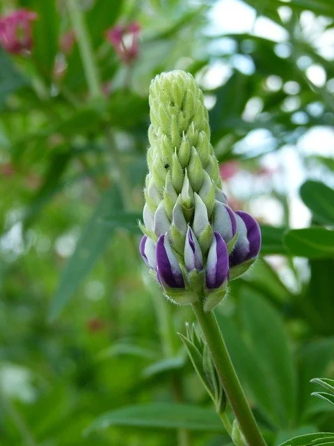 blooming snapdragon flower