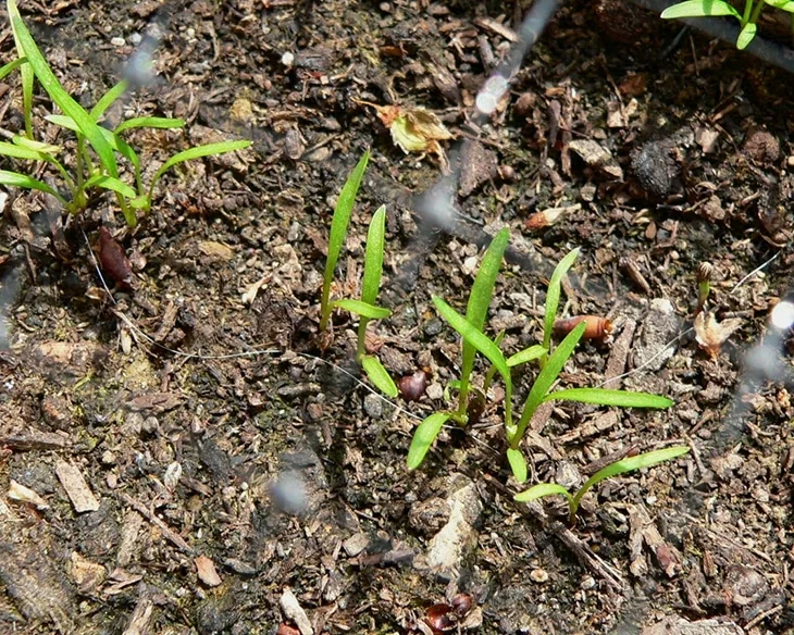 Carrot Sprout days after germination