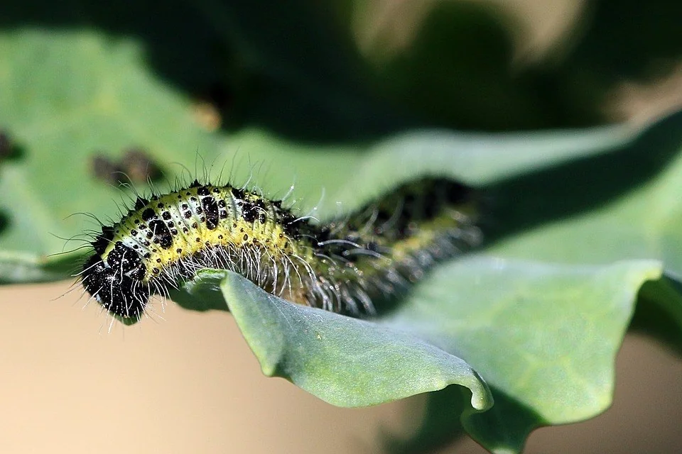 how to grow brussel sprouts - Caterpillar