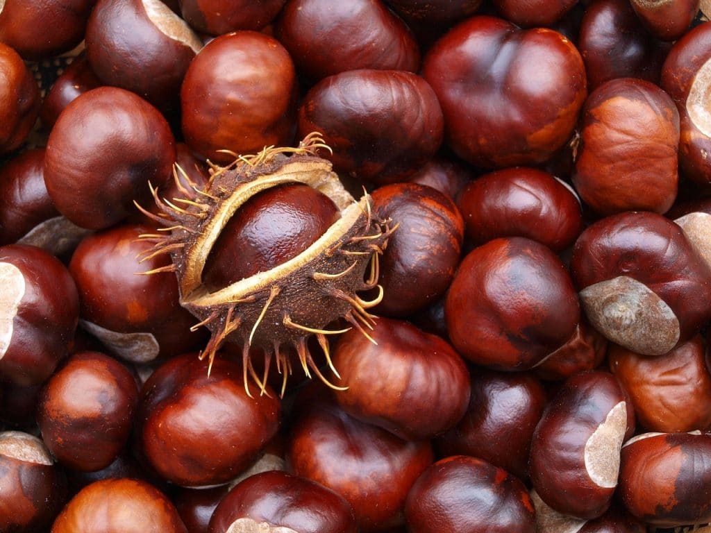 chestnuts