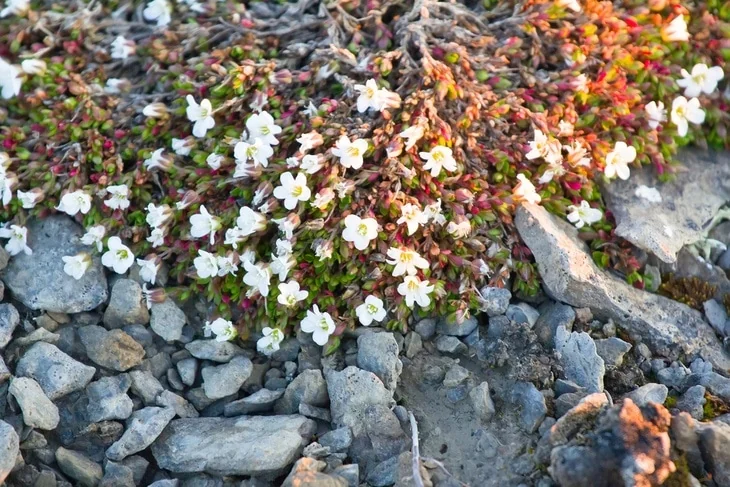 Chickweed can annoyingly grow in the middle of the lawn