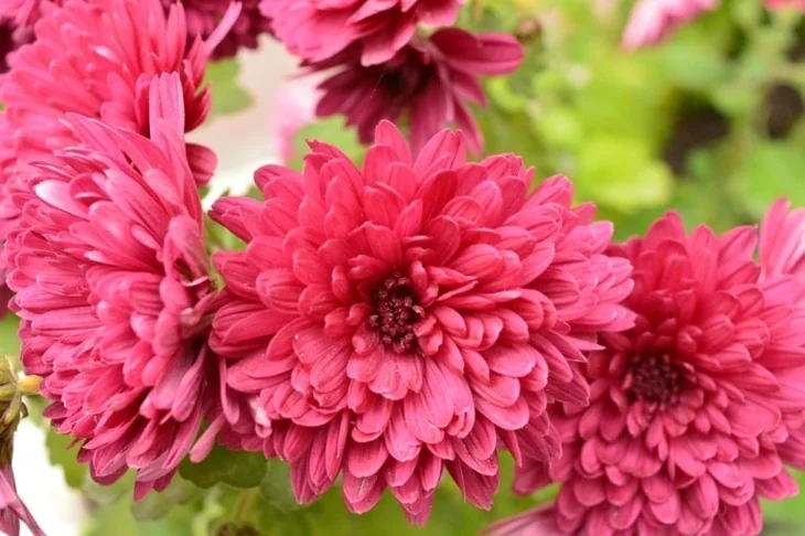Chrysanthemum flower that is just opening, flaunting its impeccable beauty
